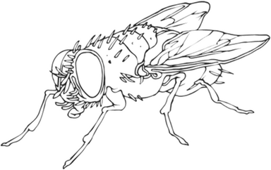 Flies Collective