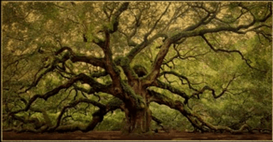 Angel Oak Films